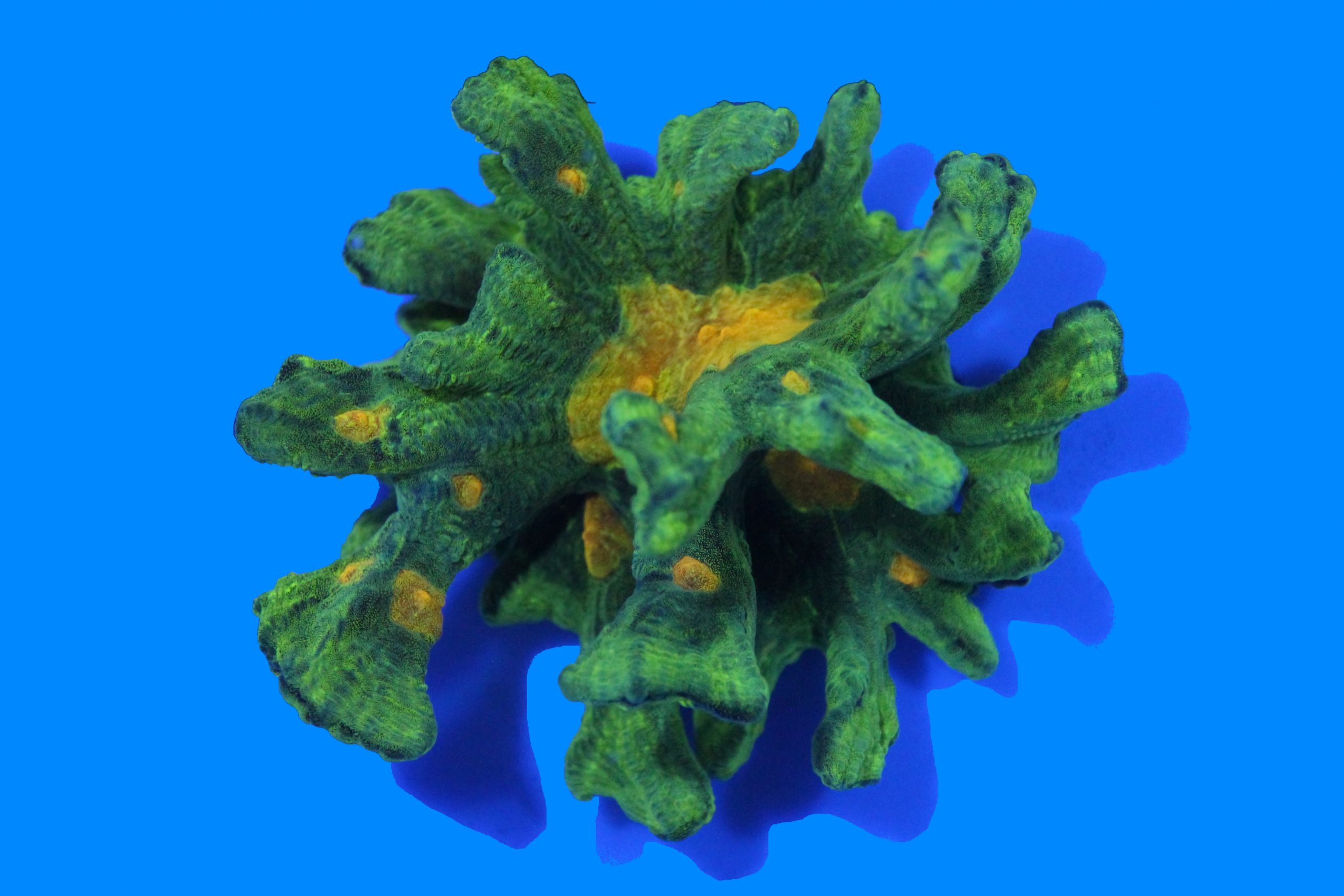 JF Space Invader Pectinia NZ WYSIWYG CoralsDe