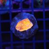 Jack O Lantern Leptoseris NZ Beispielbild