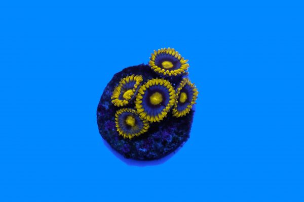 Blueberry Pie Zoa NZ Beispielbild