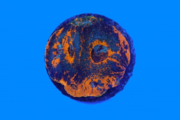 CDE Acanthastrea Echinata Beispielbild – Bild 2