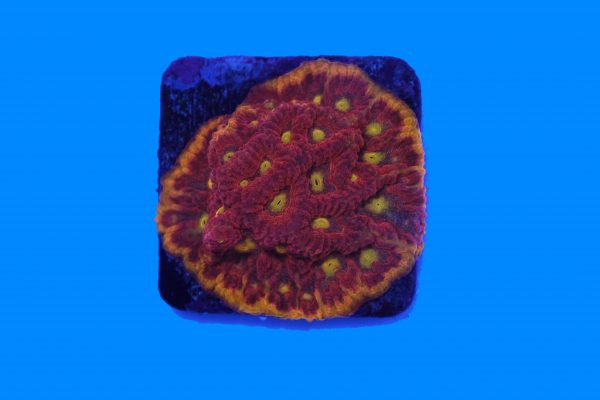 BigR Inferno Favia NZ WYSIWYG – Bild 2