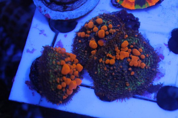 Sunkist Bounce Mushroom NZ Beispielbild – Bild 2