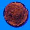 Jack O Lantern Leptoseris NZ Beispielbild – Bild 2