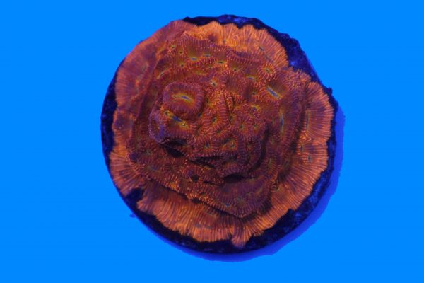 Jack O Lantern Leptoseris NZ Beispielbild – Bild 2
