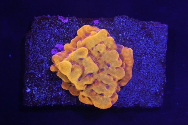 Orange Punch Montipora NZ WYSIWYG