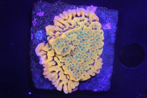 Passion Fruit Montipora NZ Beispielbild