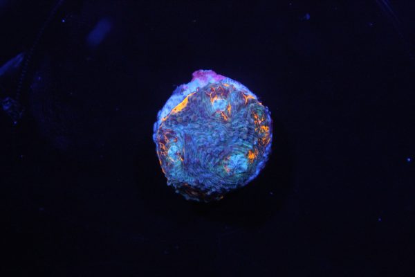 Acanthastrea Echinata Rainbow NZ WYSIWYG