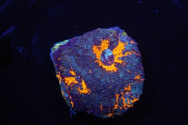 CDE Acanthastrea Echinata Beispielbild