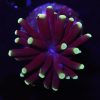 Green/Yellow Tip Cristata NZ Beispielbild