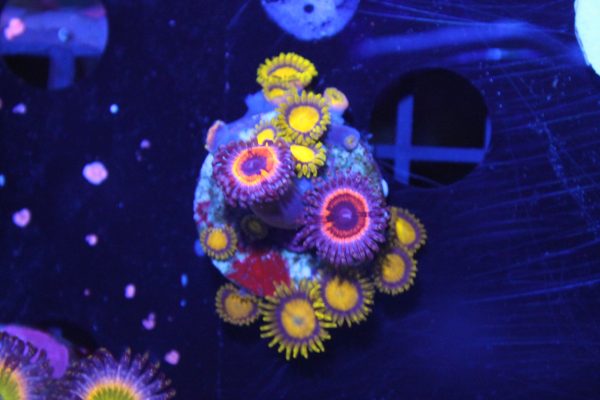 Pink Vampire Zoa NZ WYSIWYG