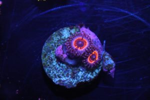 Pink Vampire Zoa NZ Beispielbild