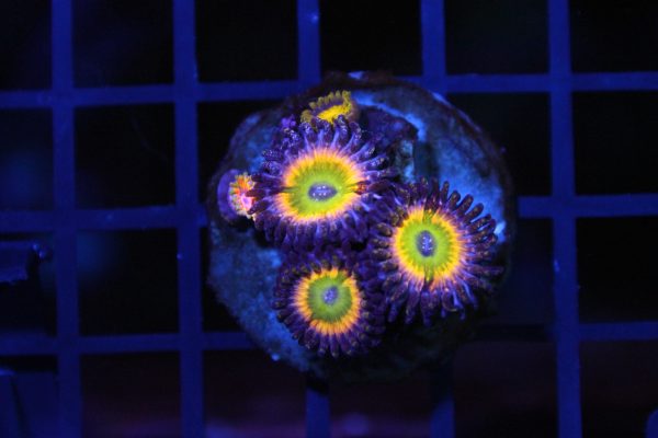 Tinkerbell Zoa NZ WYSIWYG