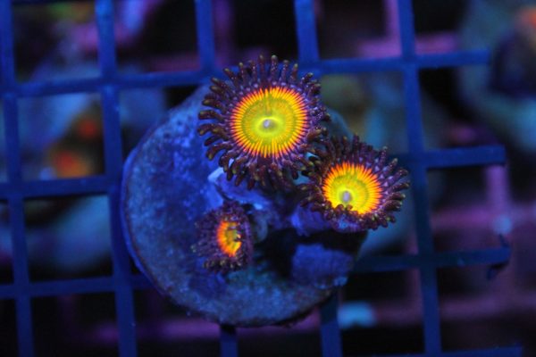 Sunny D Zoa NZ WYSIWYG