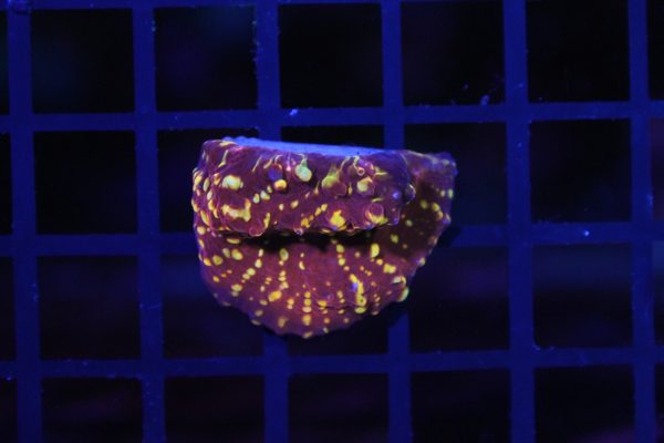 RAH Salamander Chalice NZ WYSIWYG