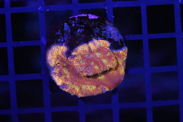 JF Jack O Lantern Leptoseris NZ WYSIWYG