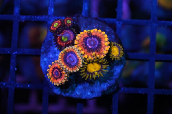 Mind Trick Zoa NZ WYSIWYG
