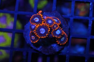 Fire and Ice Zoa NZ Beispielbild