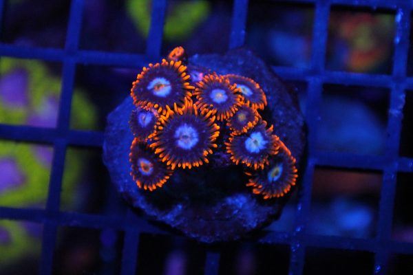 Fire and Ice Zoa NZ WYSIWYG