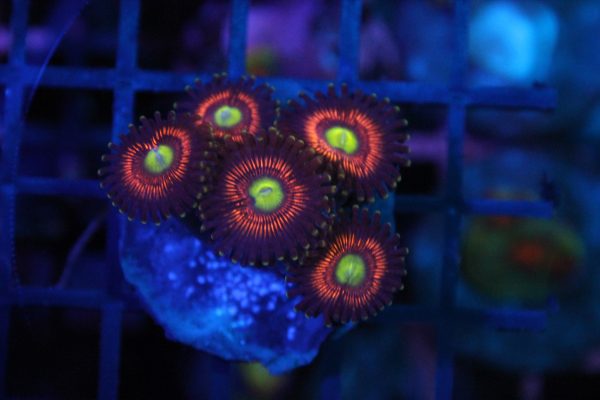 Lord of the Ring Zoa NZ WYSIWYG