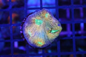 RAH Mycedium robokaki Lily's NZ Beispielbild