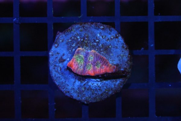Dayglow Favia NZ Beispielbild