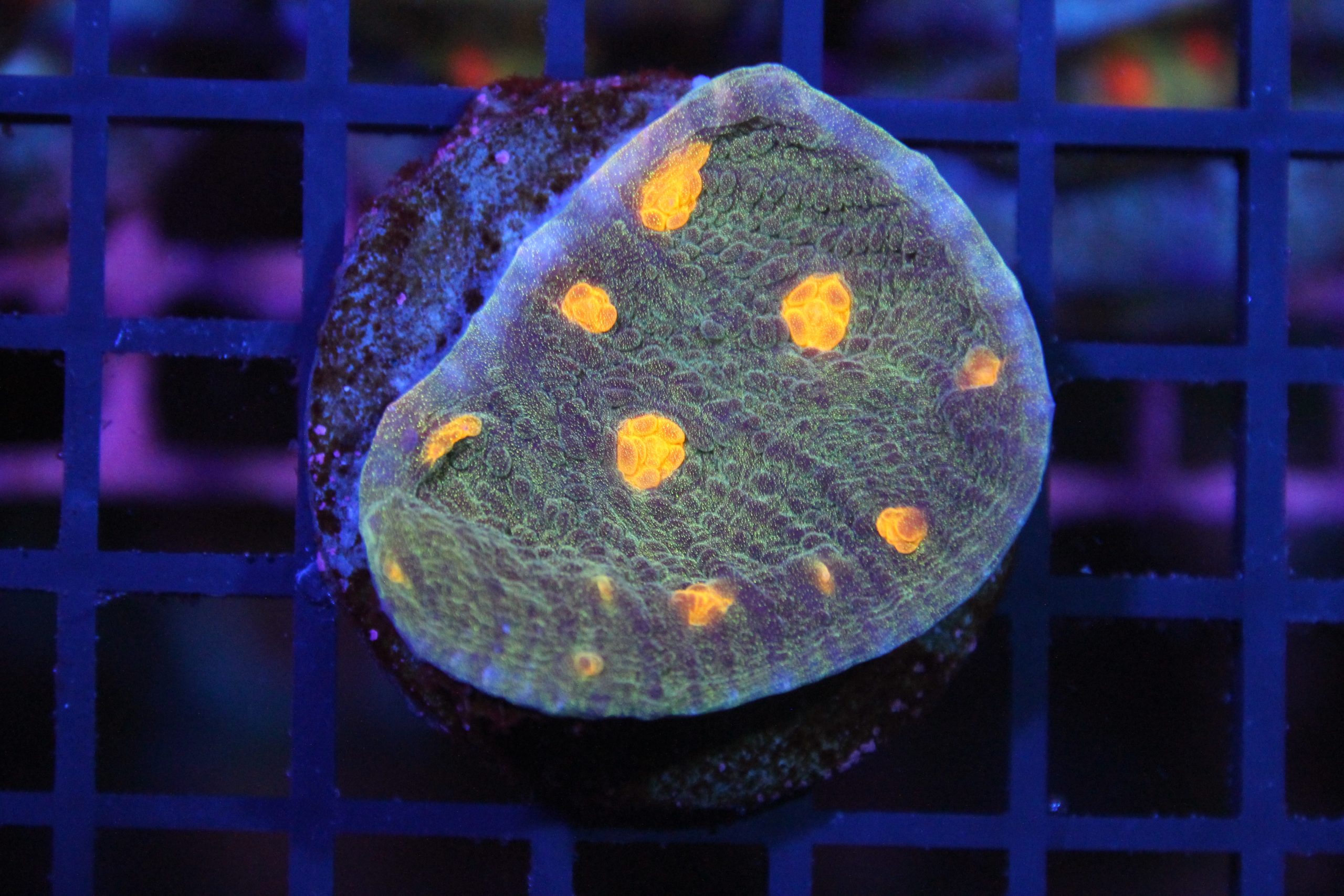 Space Invader Chalice NZ WYSIWYG