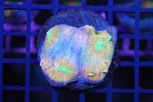 Mycedium robokaki Lily's NZ WYSIWYG