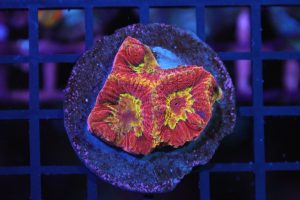 Red Favia NZ Beispielbild