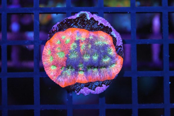 Dayglow Favia NZ Beispielbild – Bild 2