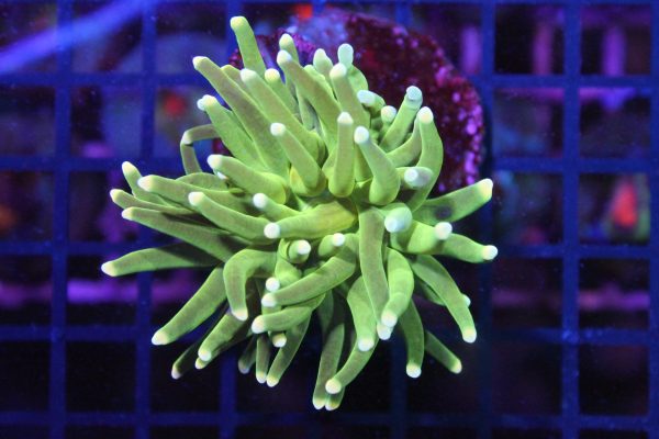 Toxic Green Torch Euphyllia NZ Beispielbild