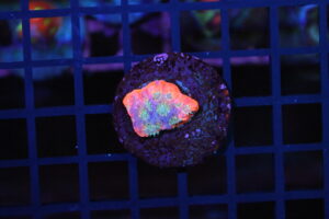 Dayglow Favia NZ Beispielbild