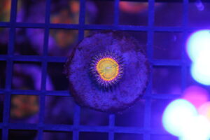 Sunny D Zoa NZ Beispielbild