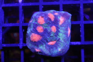 Munchkin Chalice NZ Beispielbild