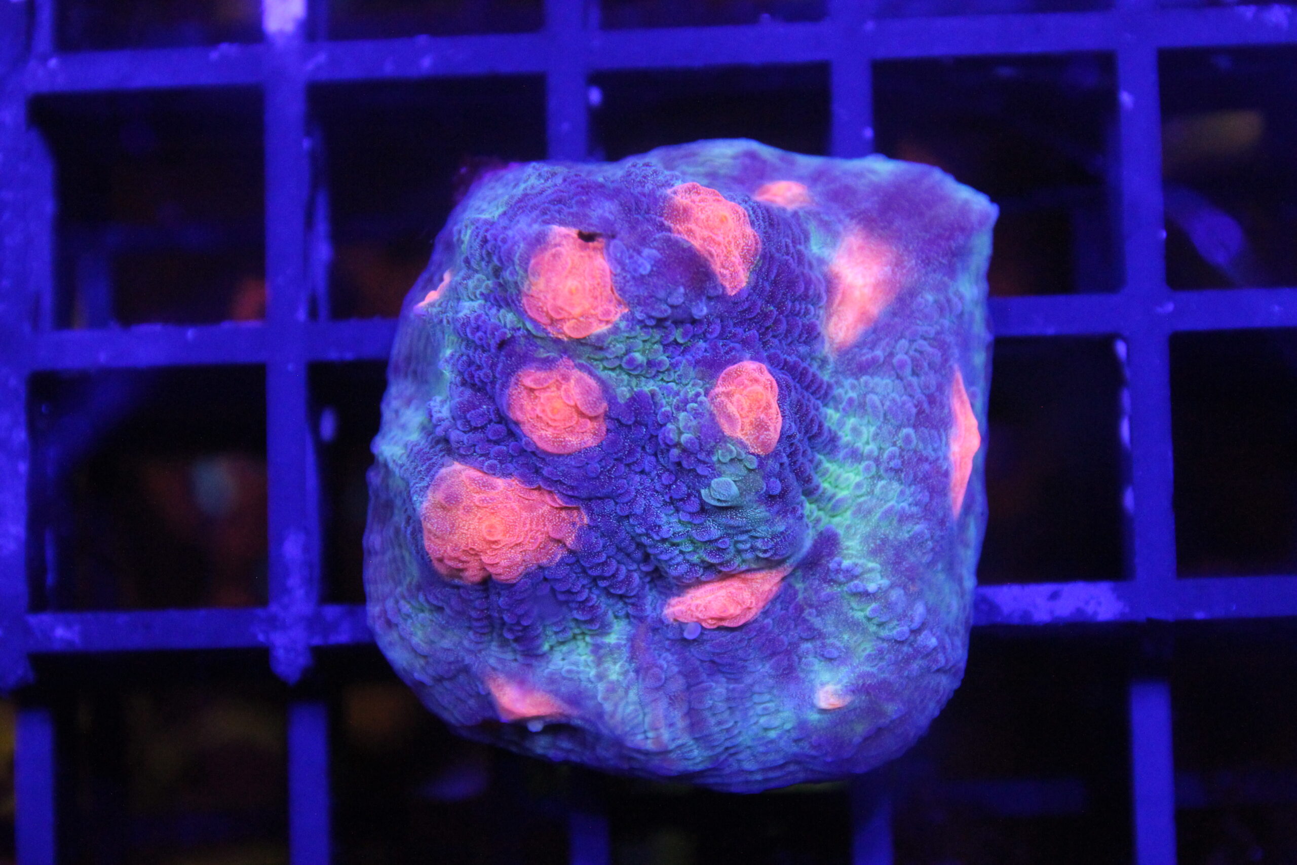 Munchkin Chalice NZ Beispielbild