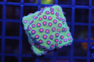 Alien Pox Cyphastrea NZ Beispielbild