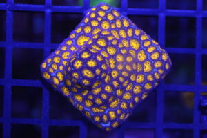 Leptastrea Gold NZ Beispielbild