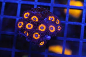 Pumpkin Zoa NZ Beispielbild