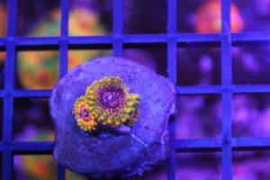 Grand Master Krakatoa Zoa NZ Beispielbild