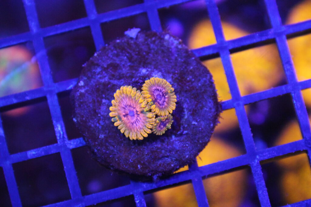 JF Acid Reflux Zoa NZ Beispielbild
