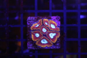 Ultron Favia NZ Beispielbild