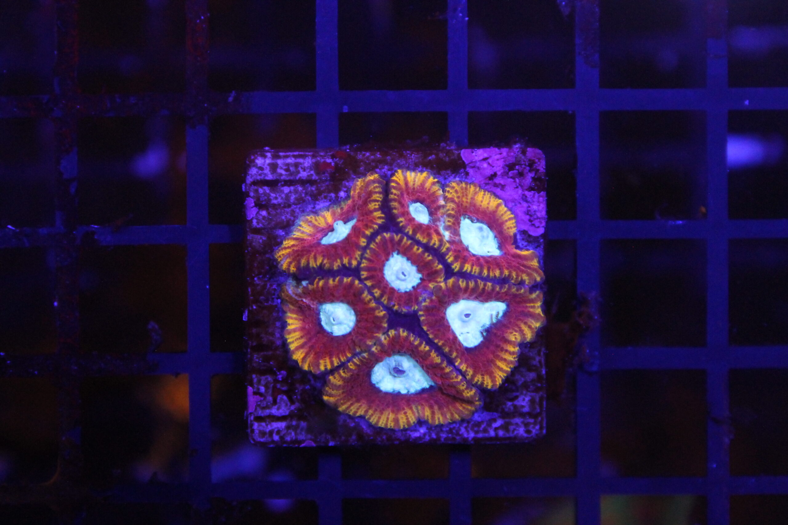 Ultron Favia NZ Beispielbild