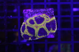 Wolverine Favia NZ Beispielbild