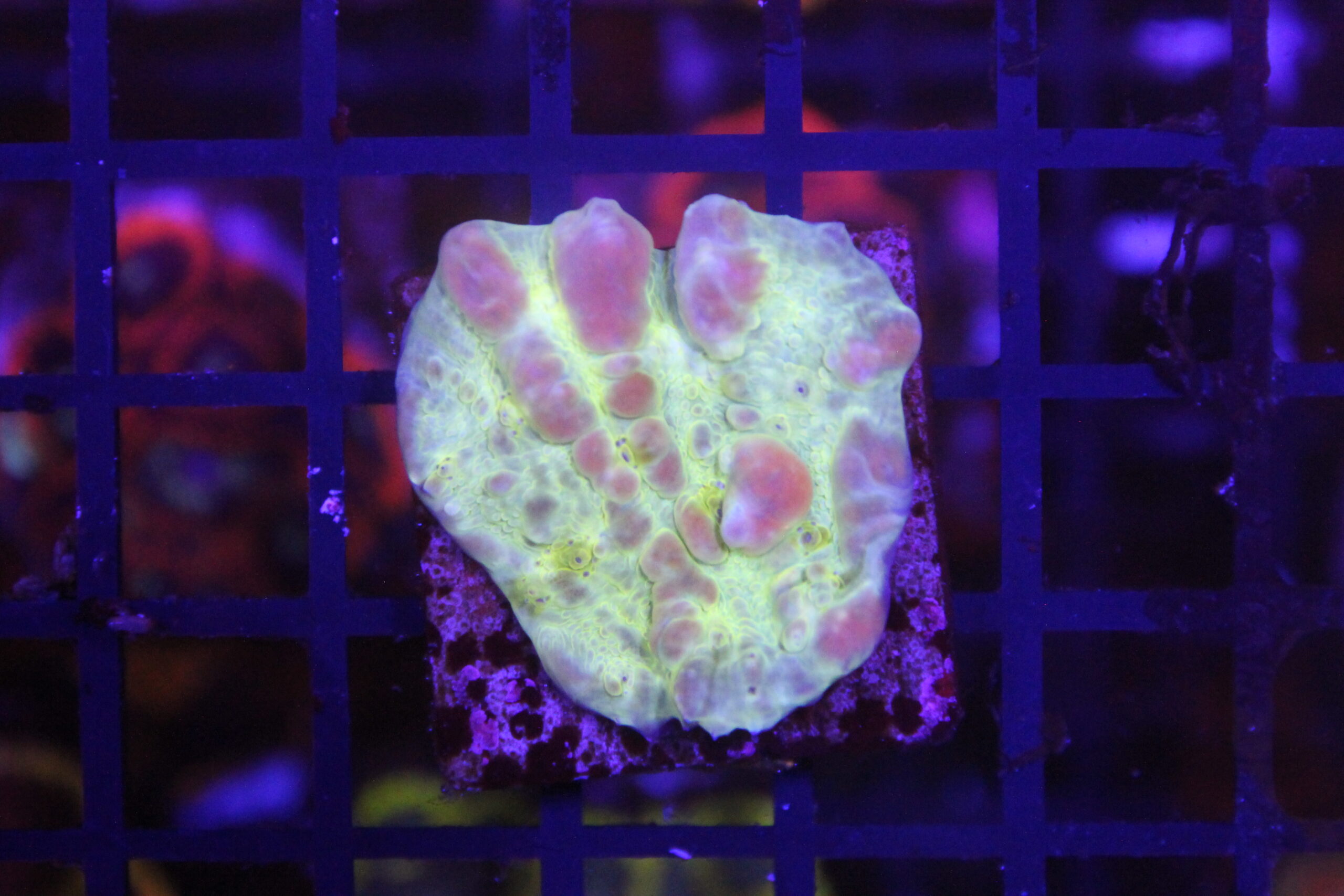 Apple Candy Bounce Chalice NZ Beispielbild