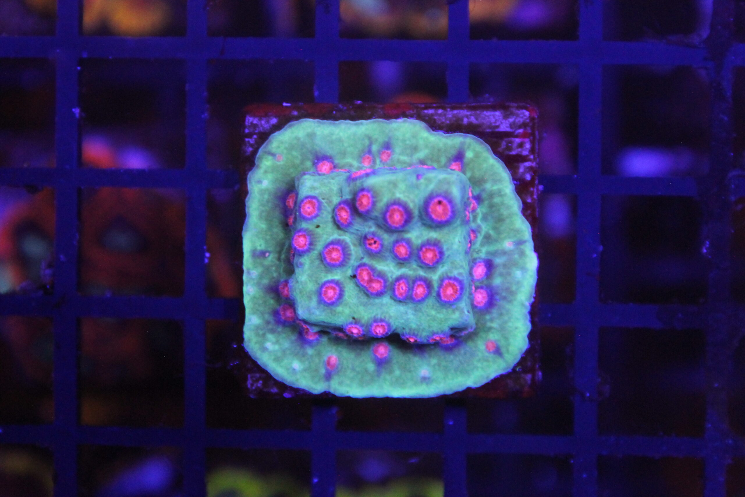 Alien Pox Cyphastrea NZ Beispielbild