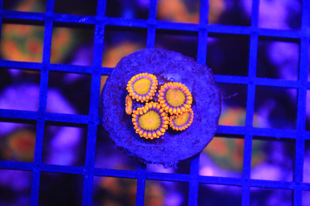 Orange Mandarine Zoa NZ Beispielbild
