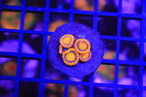 Orange Mandarine Zoa NZ Beispielbild