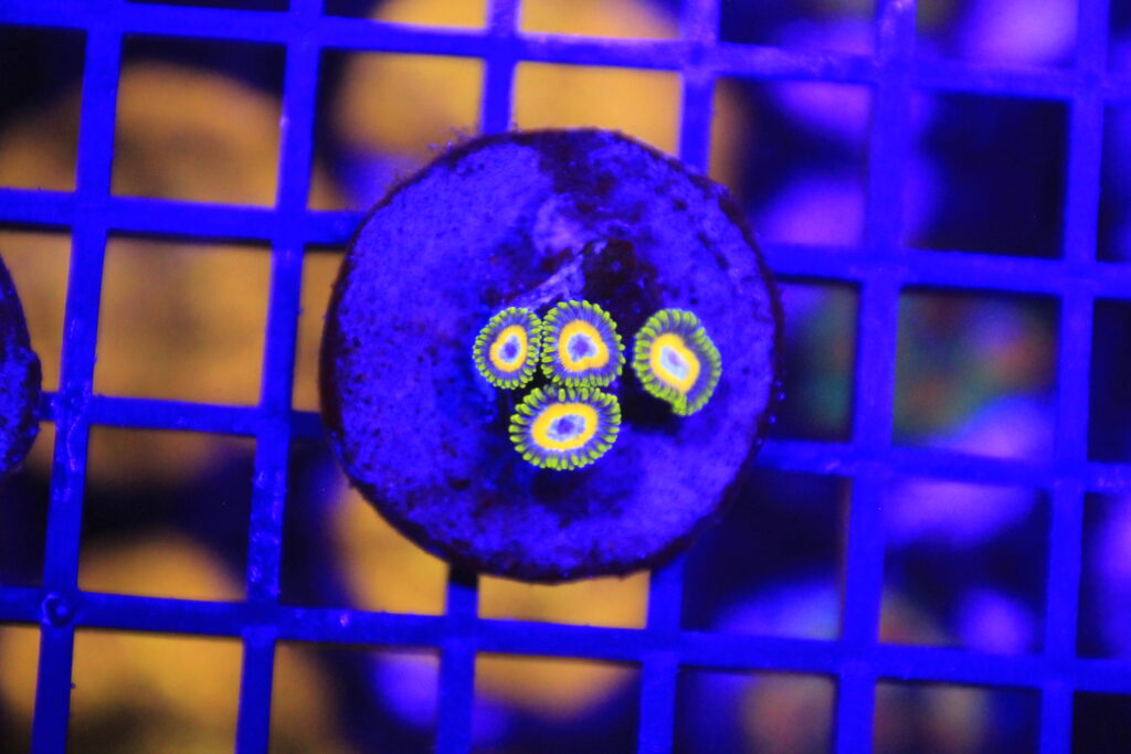 Scrambled Eggs Zoa NZ Beispielbild