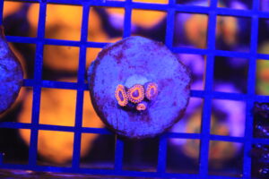 Kedd´s Reds Zoa NZ Beispielbild