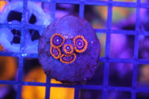 Red Hornets Zoa NZ Beispielbild