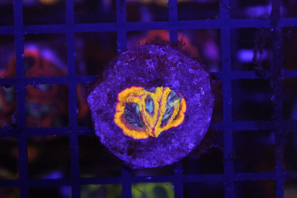 Yellow Submarine Favia NZ Beispielbild